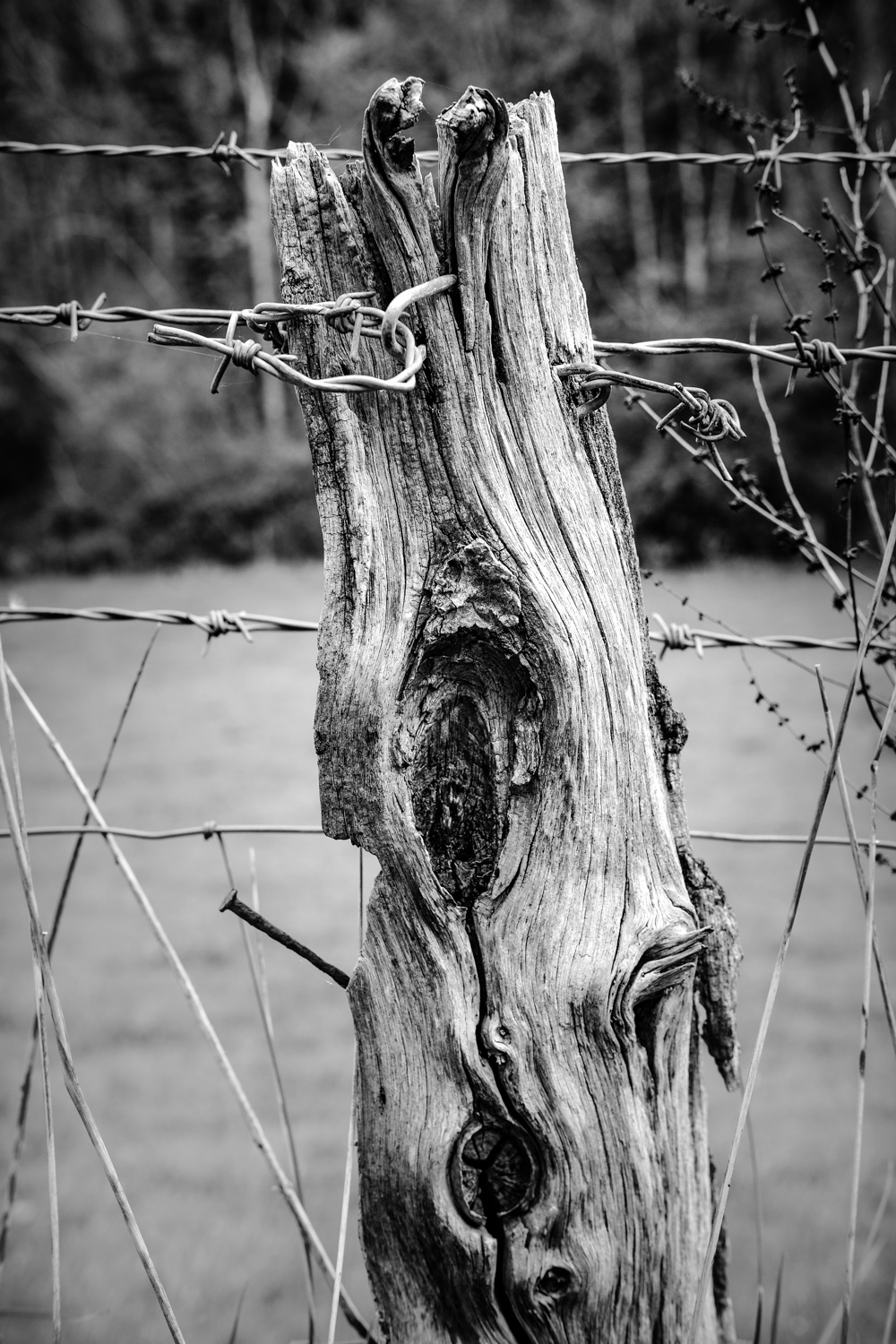 Old fence post and wire on lane to Middle Mill Farm, Lyme Regis 07_05_22 mono